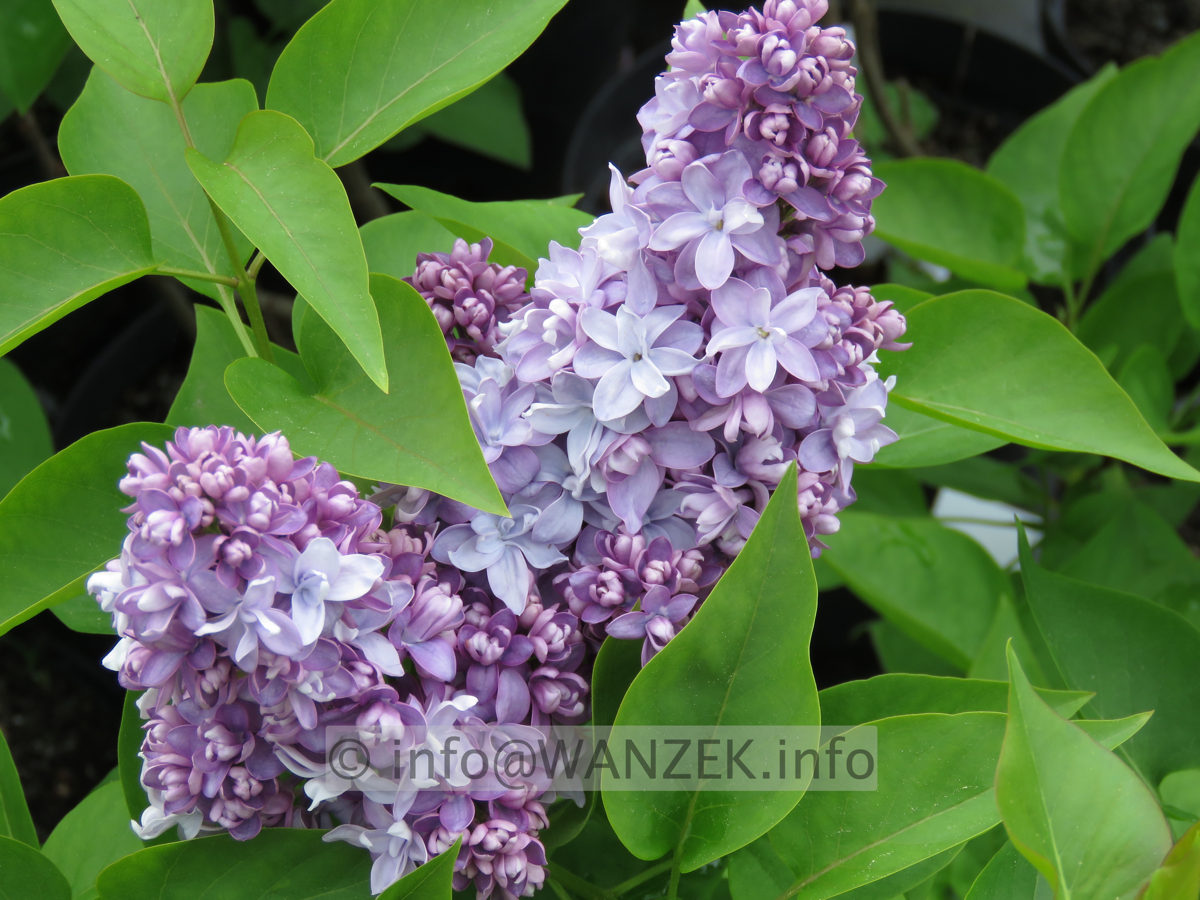 Syringa vulgaris Nadezhda 04.JPG